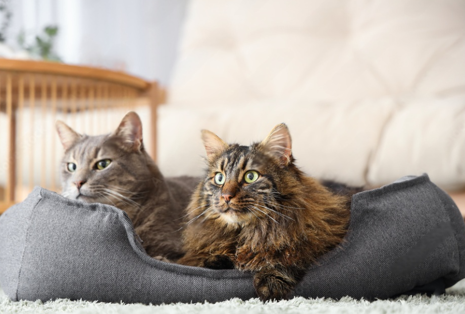 Beds & Comfort